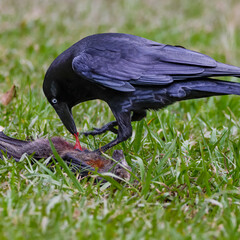 Australian Raven eating on a flying-fox carcass 
