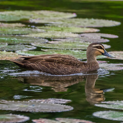 Pacific Black duck ( Anas superciliosa)
