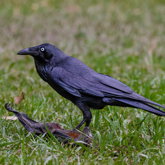 Australian Raven eating on a flying-fox carcass 
