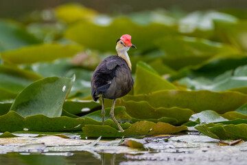 Comb-crested Jacana