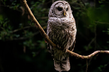 Barred Owls.