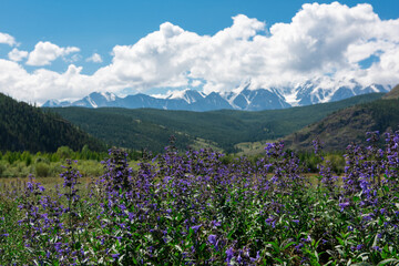 Summer landscape in Altai mountains