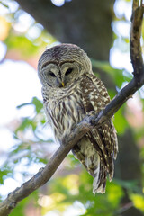 Barred Owl adults and Owlets.