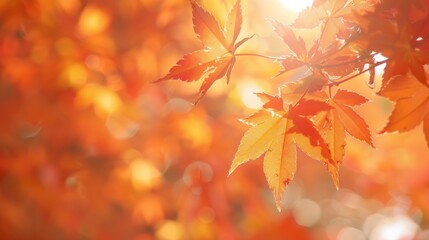 Fototapeta premium orange tree leaf in autumn with blur background