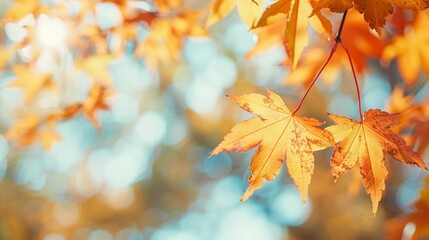 Fototapeta premium orange tree leaf in autumn with blur background
