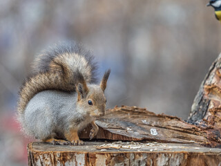 A squirrel sits on a stump and eats nuts in autumn.