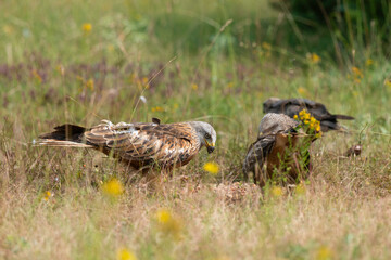 Milan royal,.Milvus milvus , Red Kite