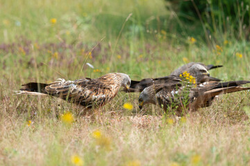 Milan royal,.Milvus milvus , Red Kite