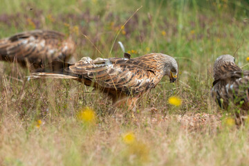 Milan royal,.Milvus milvus , Red Kite