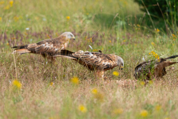 Milan royal,.Milvus milvus , Red Kite