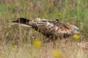 Milan royal,.Milvus milvus , Red Kite