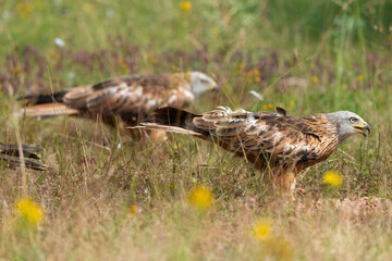 Milan royal,.Milvus milvus , Red Kite