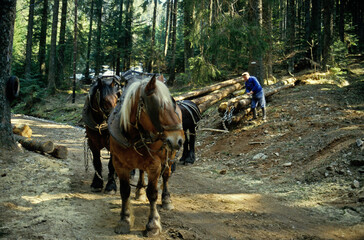 Débardage du bois par des chevaux, cheval de trait Cmontois, Forêt, Vosges, France