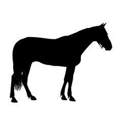 Horse silhouette isolated on white background. Side view horse vector illustration.