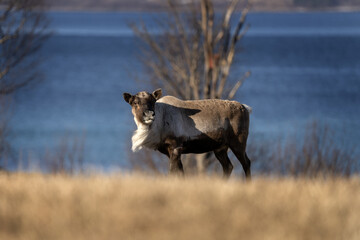 Reindeer on the meadow. Female of caribou in Lofoten. European wildlife during winter. 