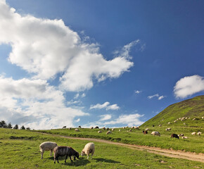 Moutons et montagne