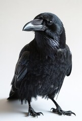 Fototapeta premium Elegant Black Raven Portrait Detailed Feather Texture for Educational and Artistic Uses