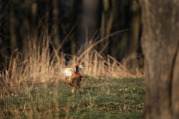 Common pheasant during spring mating. Male of pheasant on the meadow. 