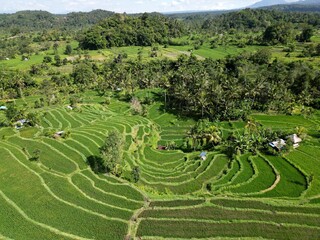 Beautiful green ricefields in Sidemen Bali Indonesia with nice green rice growing on a terrace