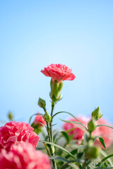 青空の下で咲くピンクのカーネーション