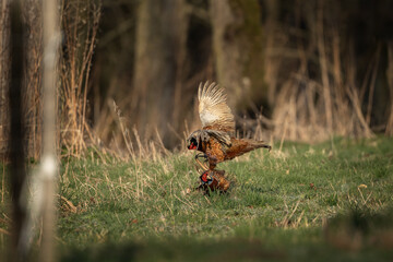Common pheasant during spring mating. Male of pheasant on the meadow. 