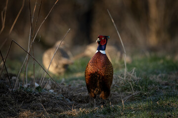 Common pheasant during spring mating. Male of pheasant on the meadow. 