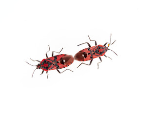 Common field bug. Spilostethus pandurus