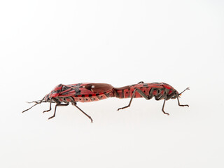 Common field bug. Spilostethus pandurus