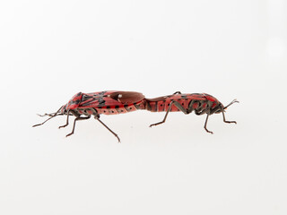 Common field bug. Spilostethus pandurus