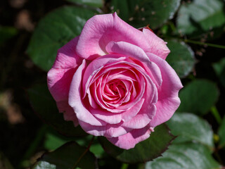 Beautiful pink Rosa blooms in a summer garden