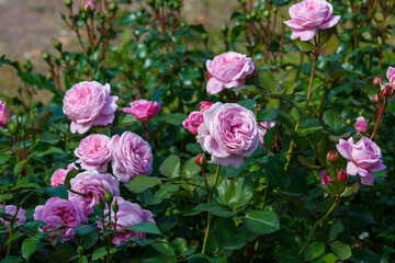 Rosa Lavender Ice blooms in a summer garden. Growing roses in the garden.	