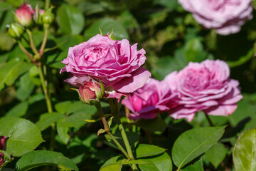 Rosa Lavender Ice blooms in a summer garden