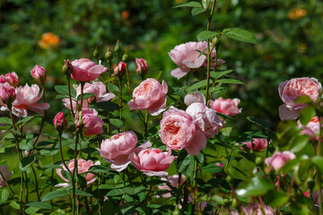 Rosa The Alnwick Rose blooms in a summer garden. Growing roses in the garden.	