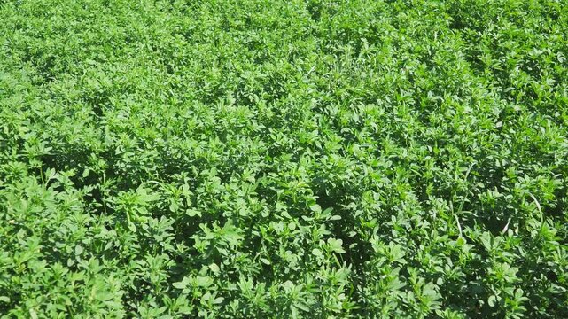 Field green clover. Organized planting of clover. Clover Trifolium, plants in legume family Fabaceae, Moth Faboideae. Agricultural crop honey plant, fodder plant, green manure. Fruska Gora, Serbia