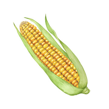 recommend clip art: Corn, yellow golden cob with green husk in watercolor. Realistic illustration of Autumn harvest plant. Fresh produce clipart for farmers market, Thanksgiving decor for cards, invitations, label, menu