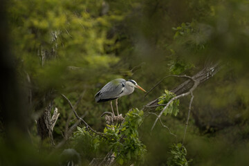 Grey herons are take care of their chicks on the nest. Herons are nesting on the trees. Grey birds with long neck and beak.