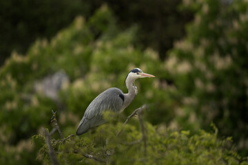 Grey herons are take care of their chicks on the nest. Herons are nesting on the trees. Grey birds with long neck and beak.