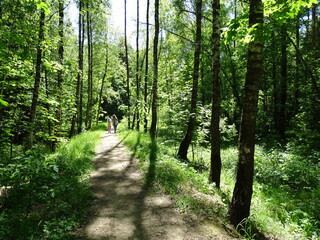 forest in the morning