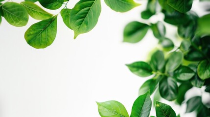 Fototapeta premium Close-up of fresh green leaves against a white background, showcasing natural beauty and simplicity.