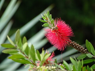 flower of a flower