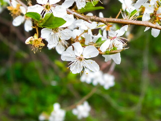 Blooming mirabelle tree in summer.