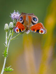 Tagpfauenauge (Schmetterling)
