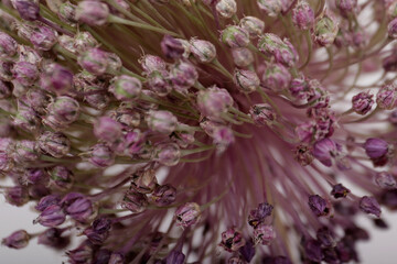 background of small dehydrated flowers