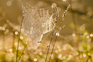 Spinnennetz