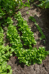 The corn salad (Valerianella) plant growing in a garden    
