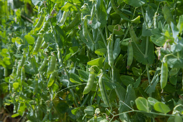 Pea plant with ripe pods visible in a garden