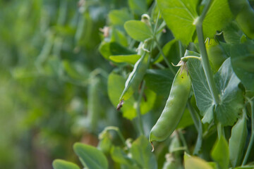 Pea plant with ripe pods visible in aPea plant with ripe pods visible in a garden garden
