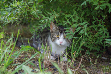 Alert Young grey cat hiding under a shrub in a garden