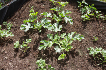 Watermelon plants being grown in a garden	
