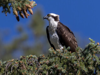 Osprey